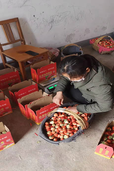 为贫困户销售草莓_副本.jpg